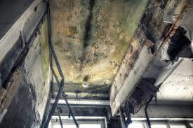 Best Biohazard Mold Removal  in Martins Ferry, OH